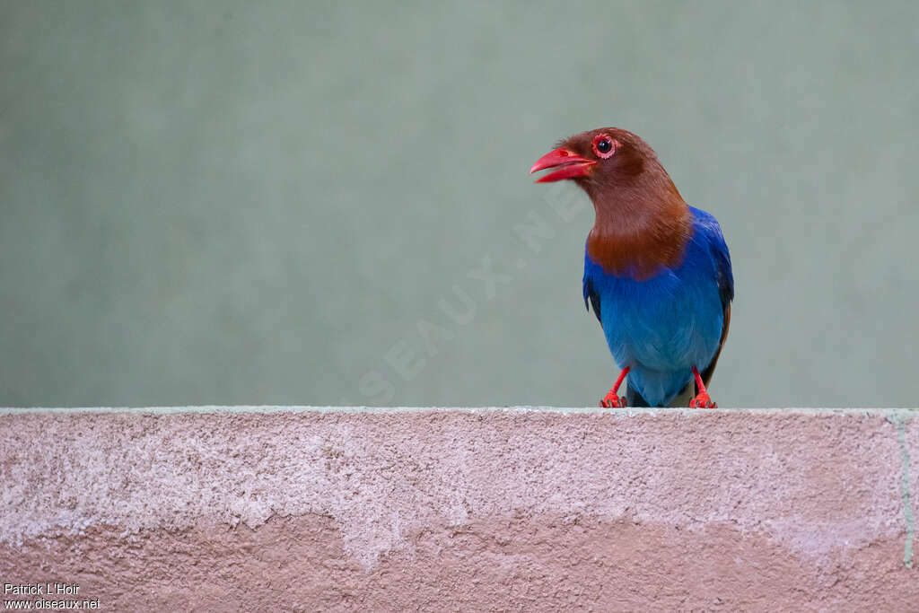 Sri Lanka Blue Magpieadult, aspect, pigmentation, Behaviour