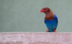 Sri Lanka Blue Magpie