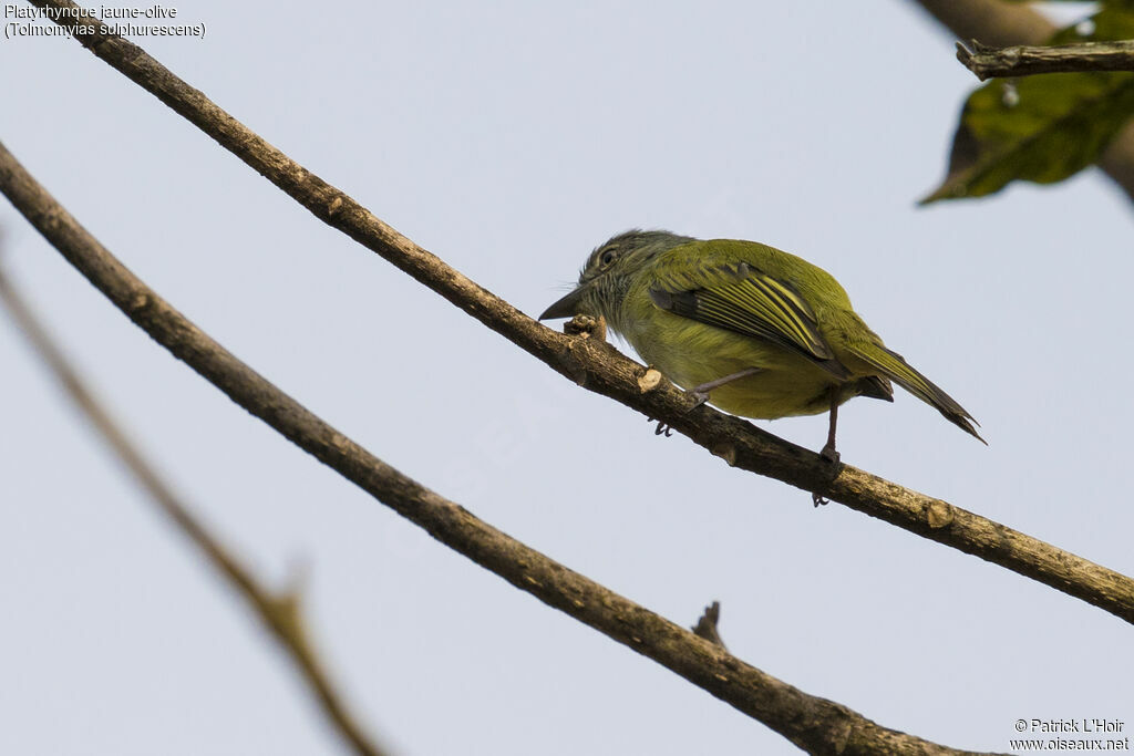 Platyrhynque jaune-olive