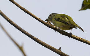 Yellow-olive Flatbill