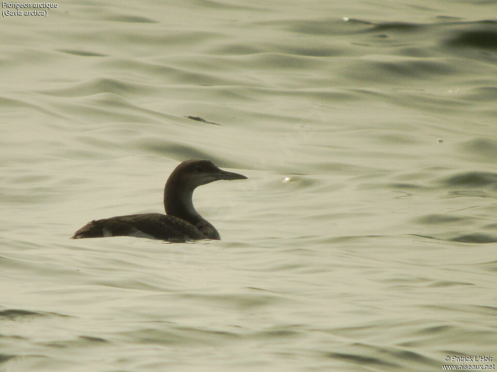 Plongeon arctique