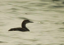 Plongeon arctique