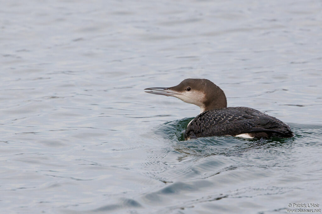 Plongeon arctique