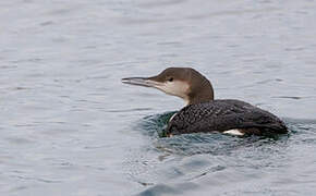 Black-throated Loon