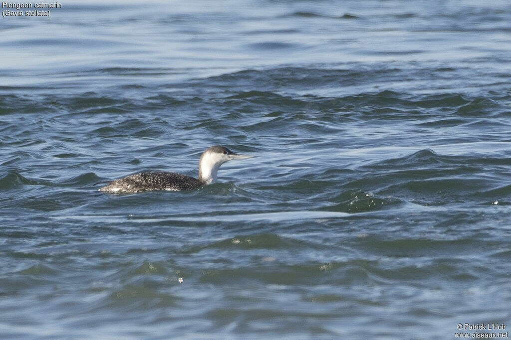 Red-throated Loon