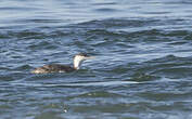 Plongeon catmarin
