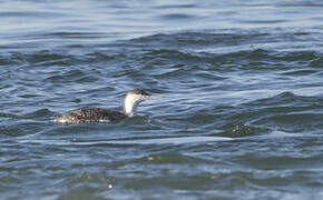 Red-throated Loon