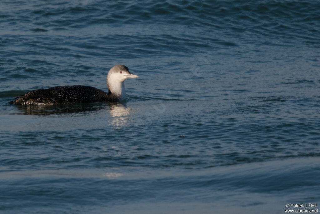 Red-throated Loonadult post breeding