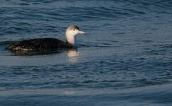 Plongeon catmarin