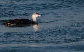 Red-throated Loon