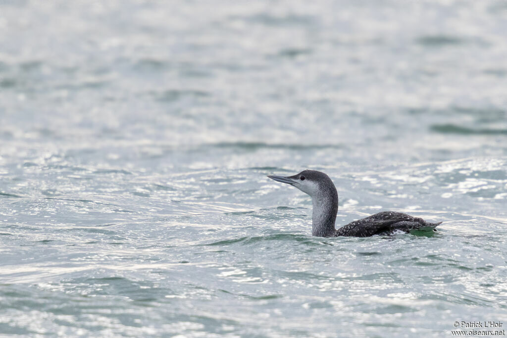 Plongeon catmarin