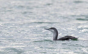 Plongeon catmarin