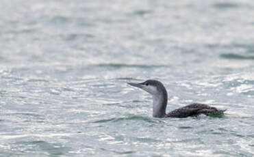 Plongeon catmarin