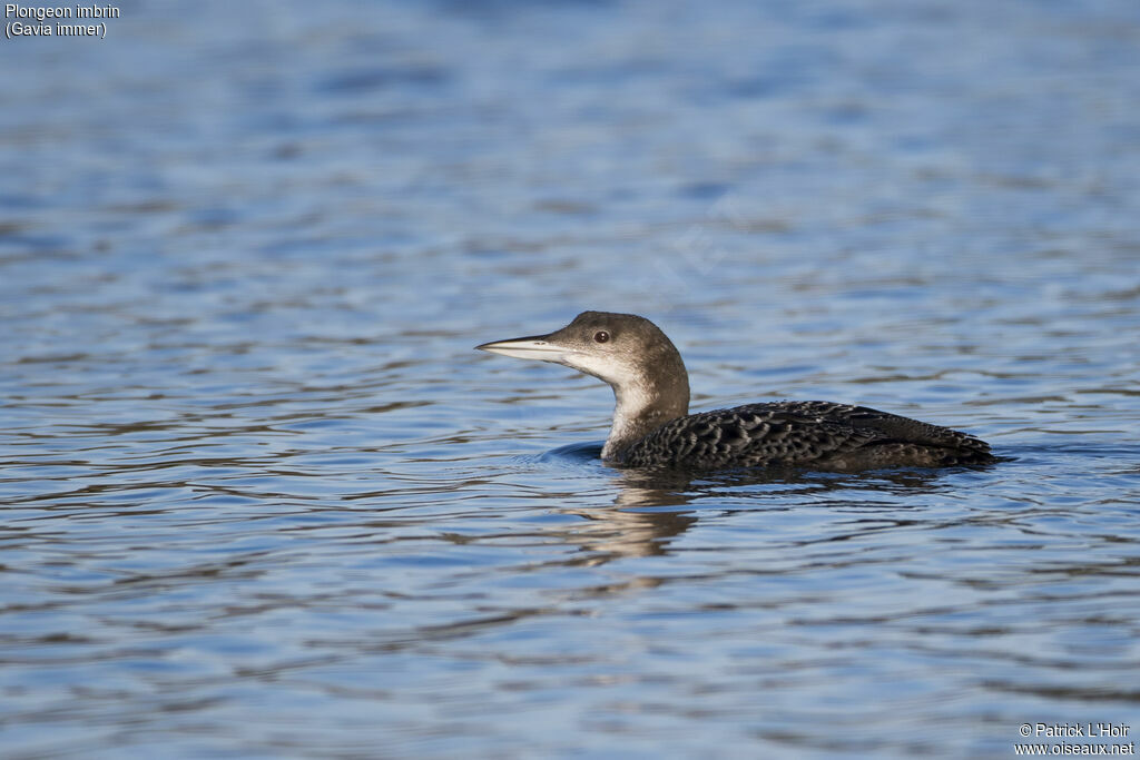 Common Loon