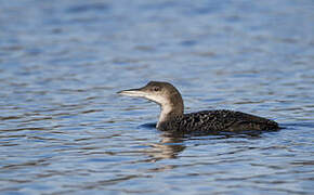 Common Loon