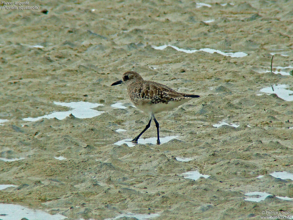 Pluvier argenté