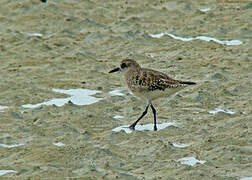 Grey Plover