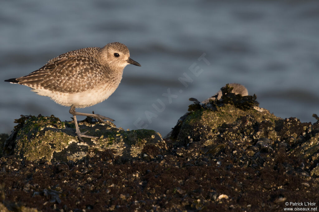 Grey Ploveradult post breeding