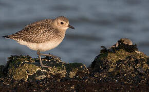 Grey Plover