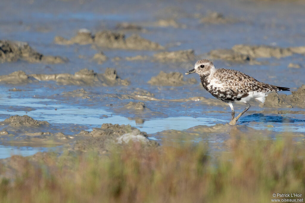 Grey Plover female adult transition