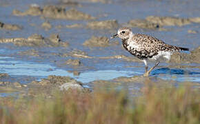 Grey Plover