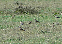 Caspian Plover