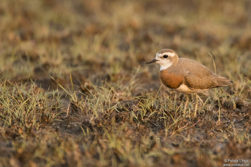 Caspian Plover