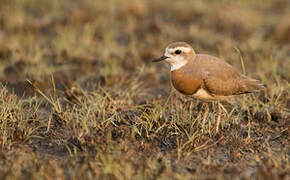 Caspian Plover