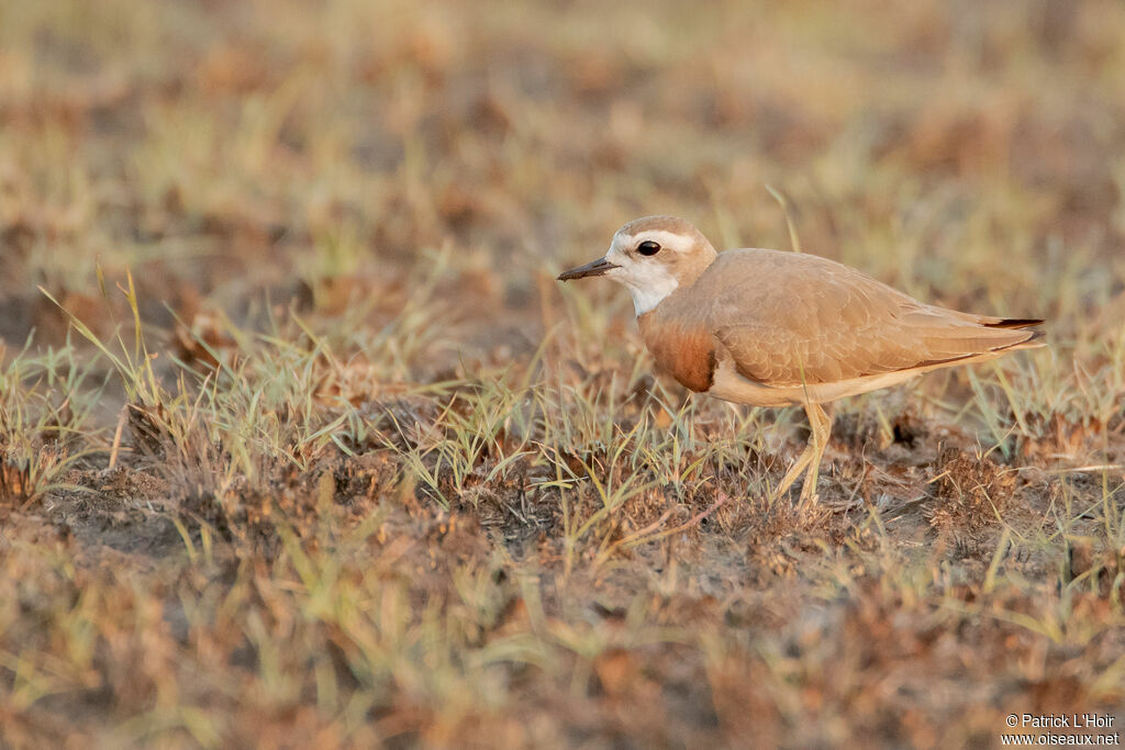 Caspian Plover