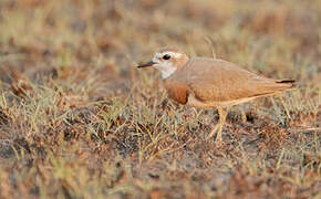 Caspian Plover