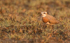 Caspian Plover