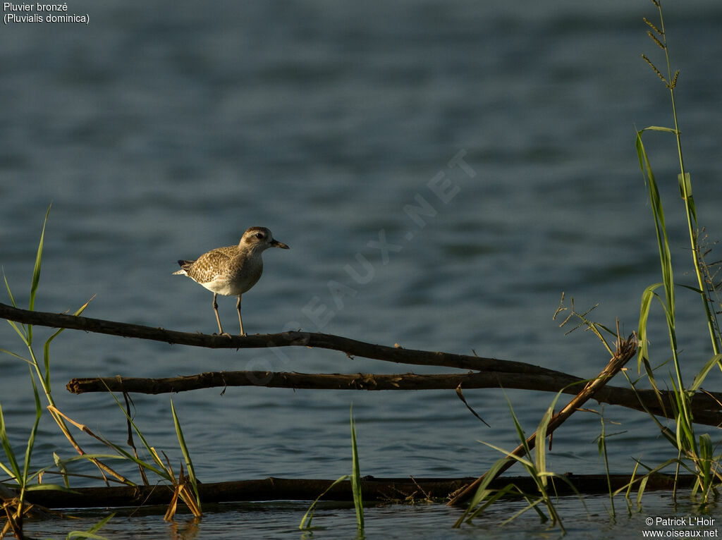 American Golden Ploveradult post breeding