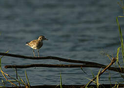 American Golden Plover