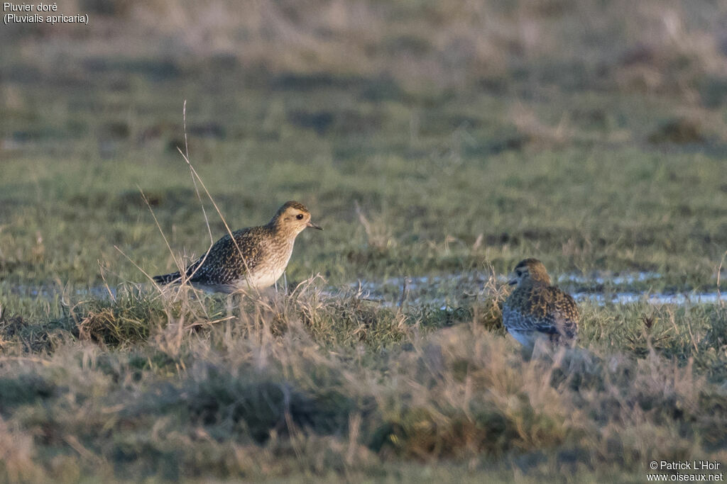 European Golden Plover