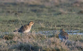 European Golden Plover