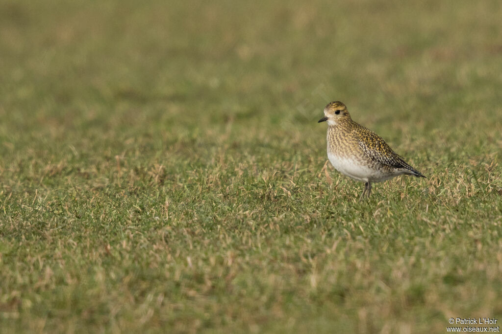 European Golden Ploveradult post breeding