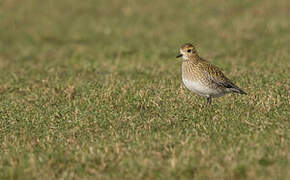 European Golden Plover