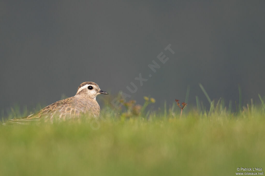 Eurasian Dottereladult post breeding