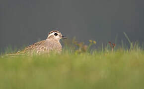 Eurasian Dotterel