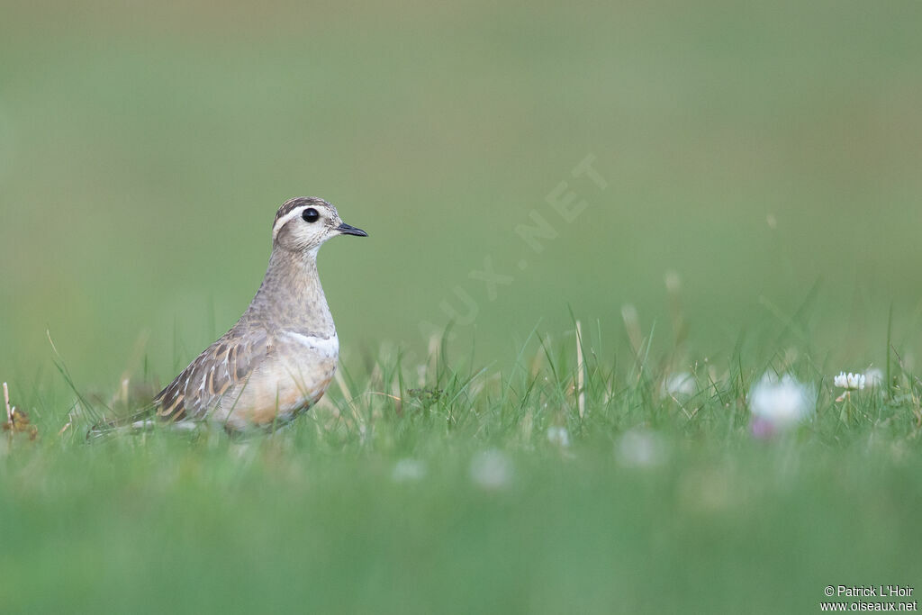 Eurasian Dottereladult post breeding