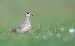 Eurasian Dotterel