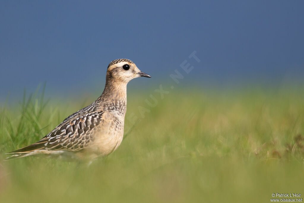 Eurasian Dottereljuvenile