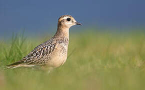 Eurasian Dotterel