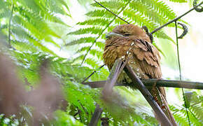 Sri Lanka Frogmouth