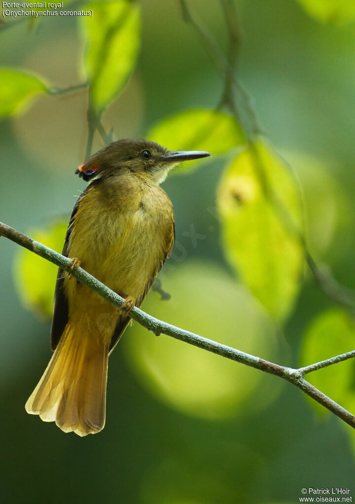 Amazonian Royal Flycatcheradult