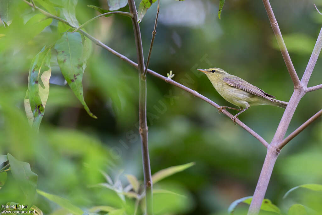 Pouillot à gros becadulte, identification