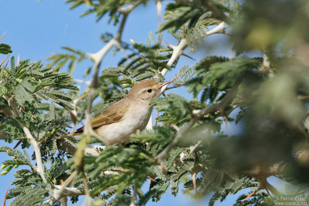 Western Bonelli's Warbler