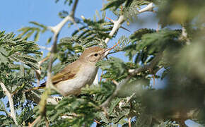 Western Bonelli's Warbler