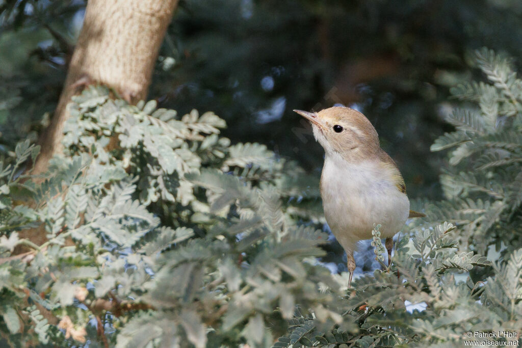 Western Bonelli's Warbler