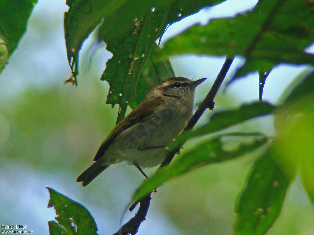 Pouillot de l'Ouganda, identification